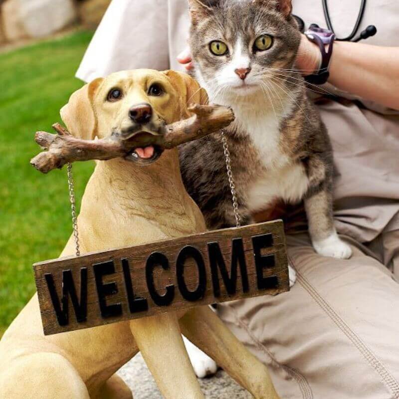 cat next to pet welcome sign