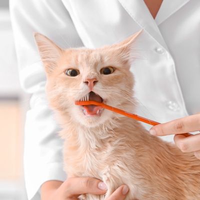 cat brushing teeth at the Vet