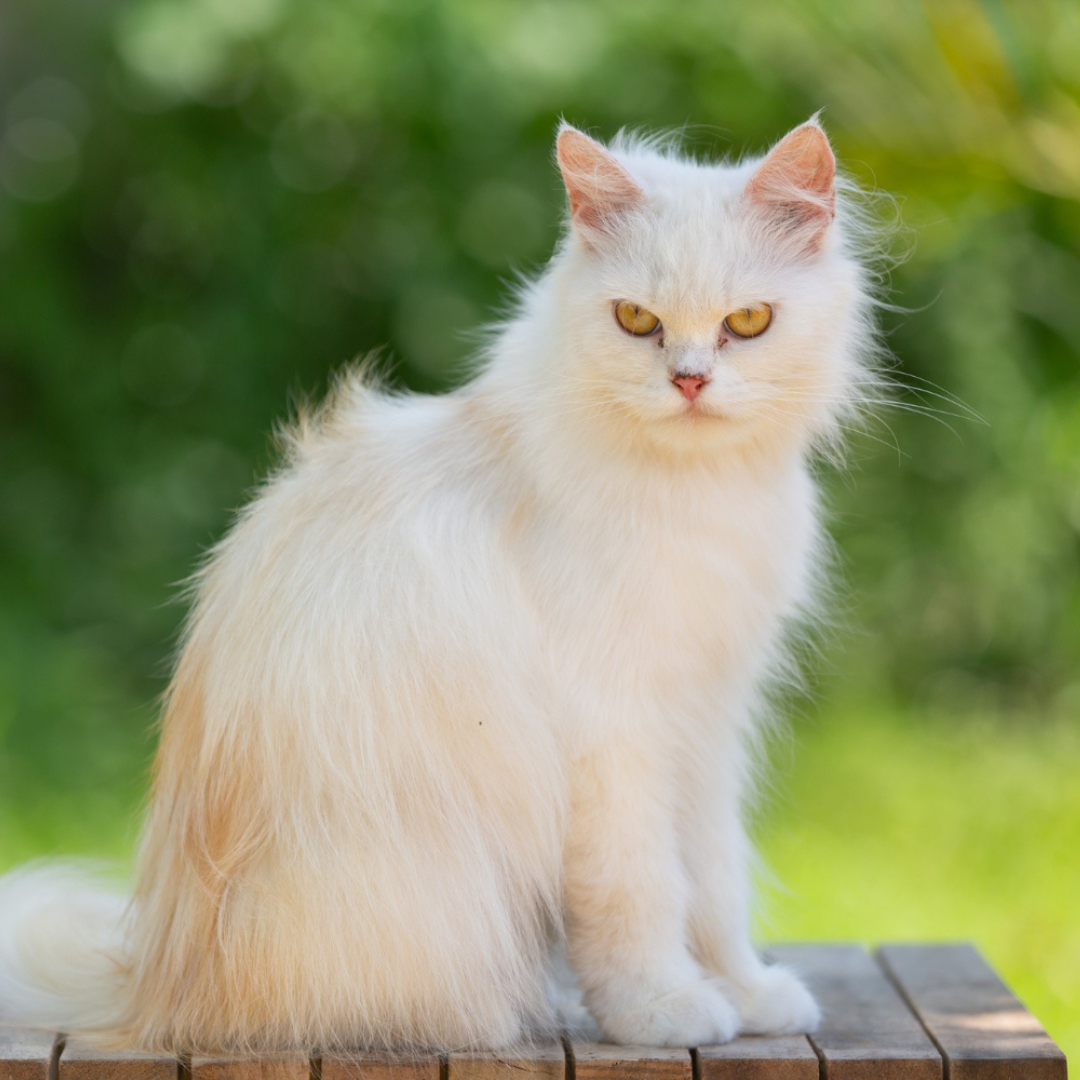 beautiful-shot-white-british-shorthair-kitten