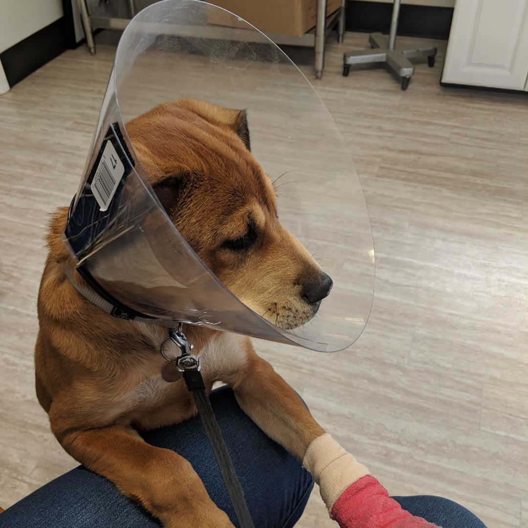 doctor-checking-dog