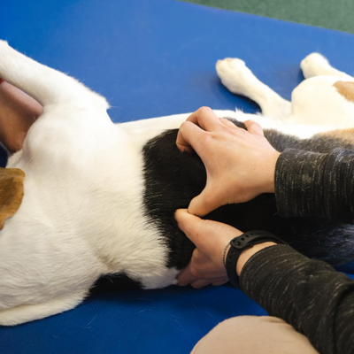 Pet physical therapist make massage for beagle dogs