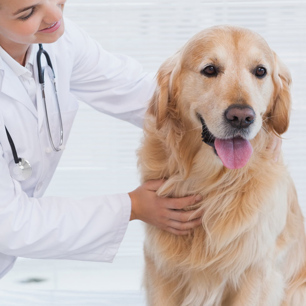 Pet Wellness Exams In Haddam, CT 06438 Adorable Pets Veterinary Center