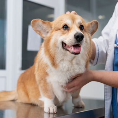 pet-wellness-checkup