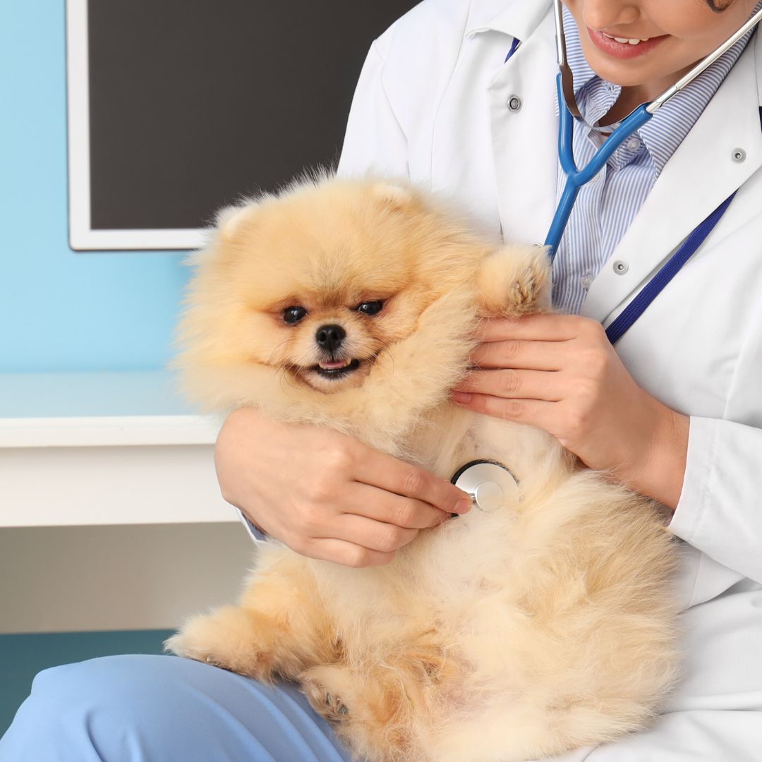Vet examining a dog with stethoscope