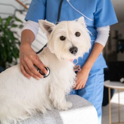 Vet examining a dog at home