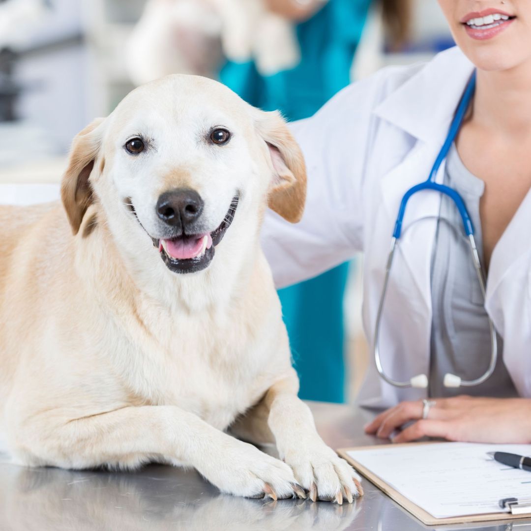 Vet affectionately touching a dog on a table